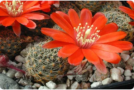 Argentinischer Zwergkaktus