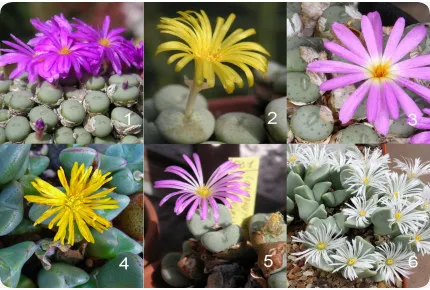 Blühende Steine / Conophytum Mix