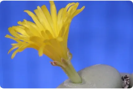 Blühende Steine / Conophytum Mix