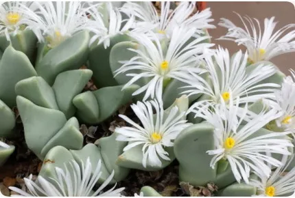 Blühende Steine / Conophytum Mix