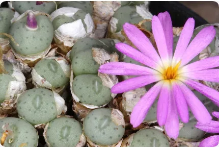 Blühende Steine / Conophytum Mix