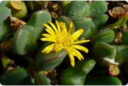 Blühende Steine / Conophytum Mix