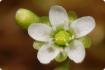 Drosera de hojas redondas