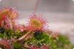 Drosera de hojas redondas