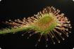 Drosera de hojas redondas
