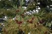 Sequoia costiera