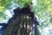 Sequoia costiera