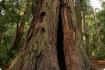 Sequoia costiera