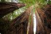 Sequoia costiera