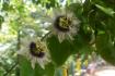 Purpurgranadilla