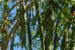 Moringa