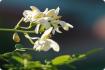 Moringa