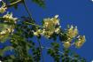 Moringa