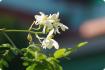 Moringa
