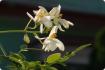 Moringa