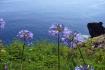 African lily / love tree