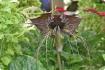 Fledermausblume