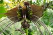 Fledermausblume