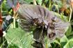 Fledermausblume