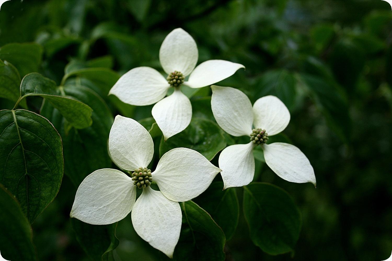 LeVre♡SoeurS コクリス FR Buy Cornus kousa 'Kristin Lipka's Variegated Weeping