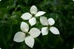 Asiatischer Blüten - Hartriegel