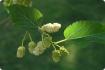 Witte moerbeiboom