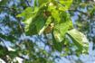 Witte moerbeiboom