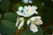 Witte orchidee boom