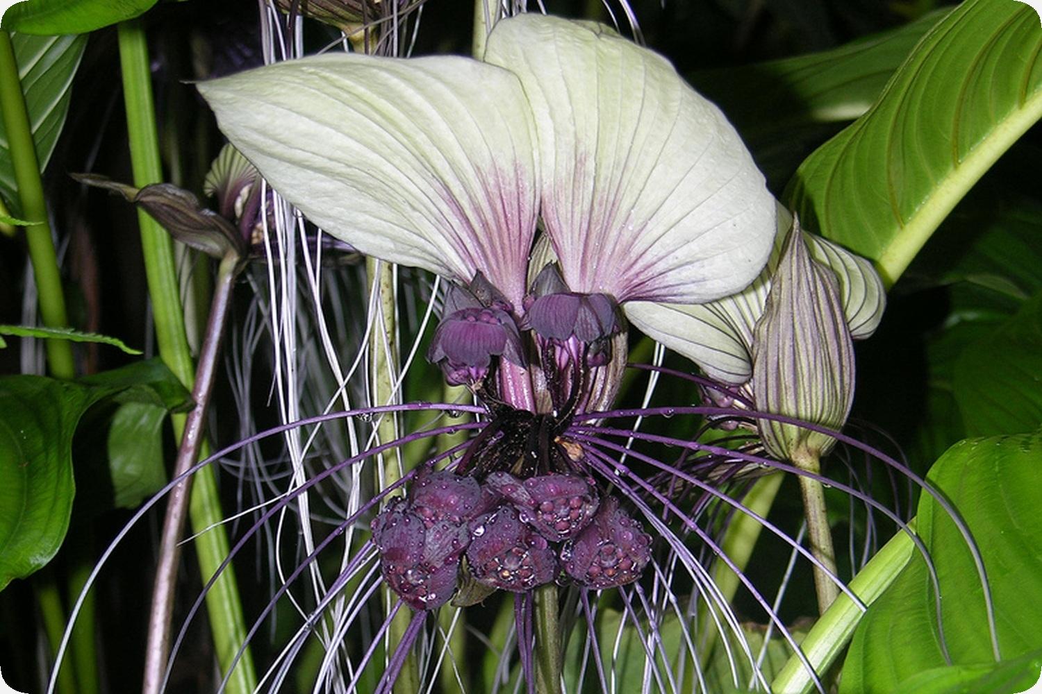 Saflax - 10 seeds - Giant Bat Flower White - Géant népalais - Fleur  chauve-souris - Fiore pipistrello gigante - Planta murciélago -  Nepalesische Riesen - Fledermausblume