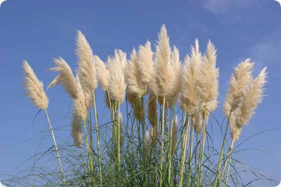 Herbe de la pampa américaine