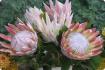 rey protea