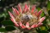 rey protea