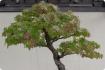 Bonsai - Amerikanischer Amberbaum