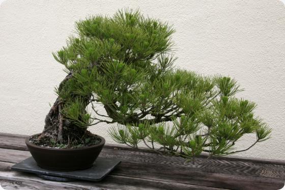 Bonsai - Mediterranean pine