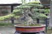 Bonsai - M&auml;dchenkiefer