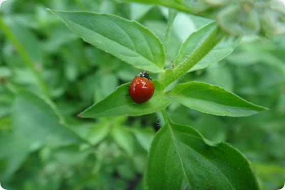 Basilico al lime