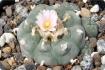 Peyotl cactus 