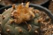 Peyotl cactus 