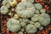 Peyotl cactus 
