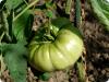 BIO - Tomate - Ochsenherz