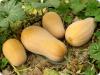 ORGÁNICO - Calabaza - Butternut