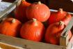 ORGÁNICO - Calabaza - Hokkaido