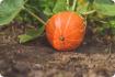 ORGÁNICO - Calabaza - Hokkaido