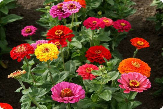 Zinnien - Mix