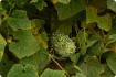 Kiwano horngurka