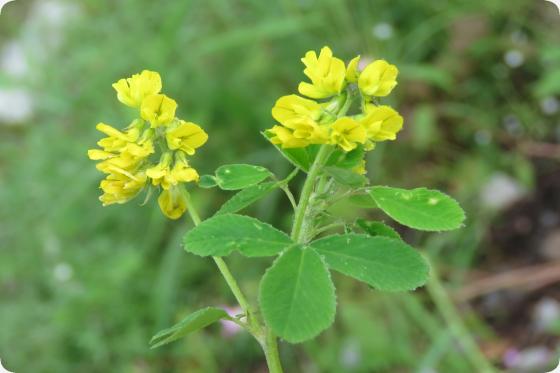 Bockshorn clover