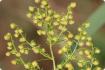 Chinese mugwort Qing Hao