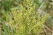 Chinese mugwort Qing Hao