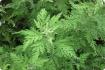 Chinese mugwort Qing Hao