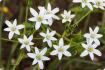 Edelweiss